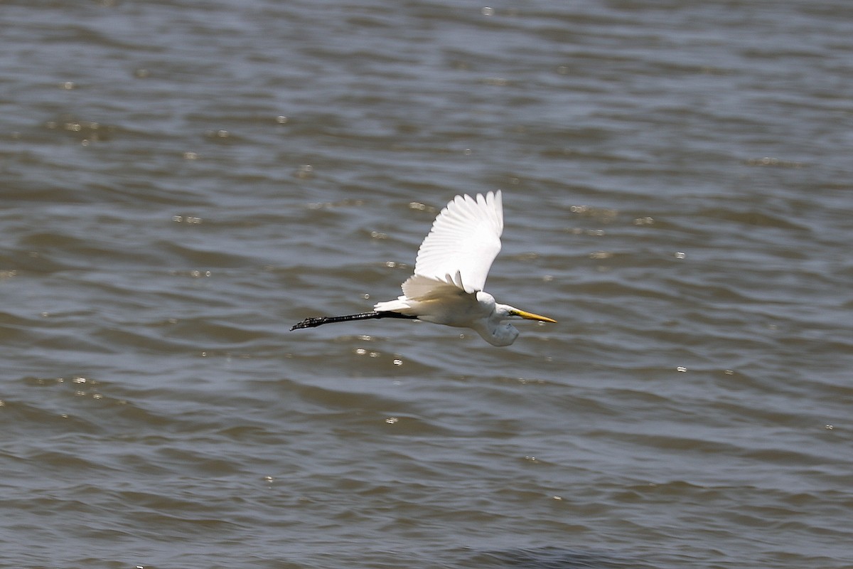 Great Egret - ML620705978