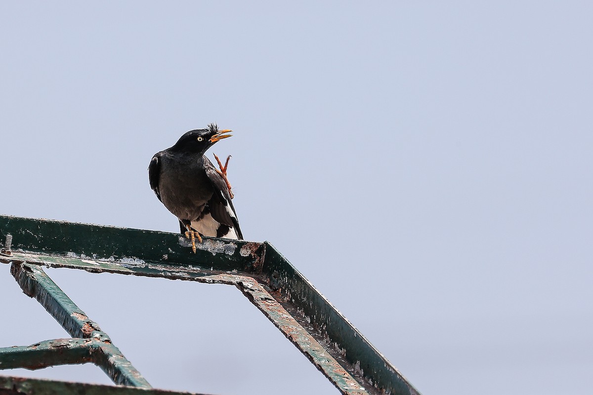 Crested Myna - ML620705983