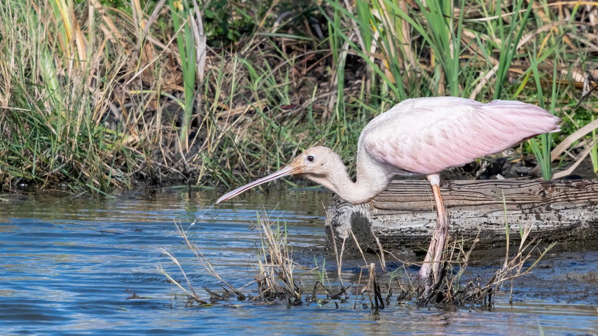 Roseate Spoonbill - ML620705987