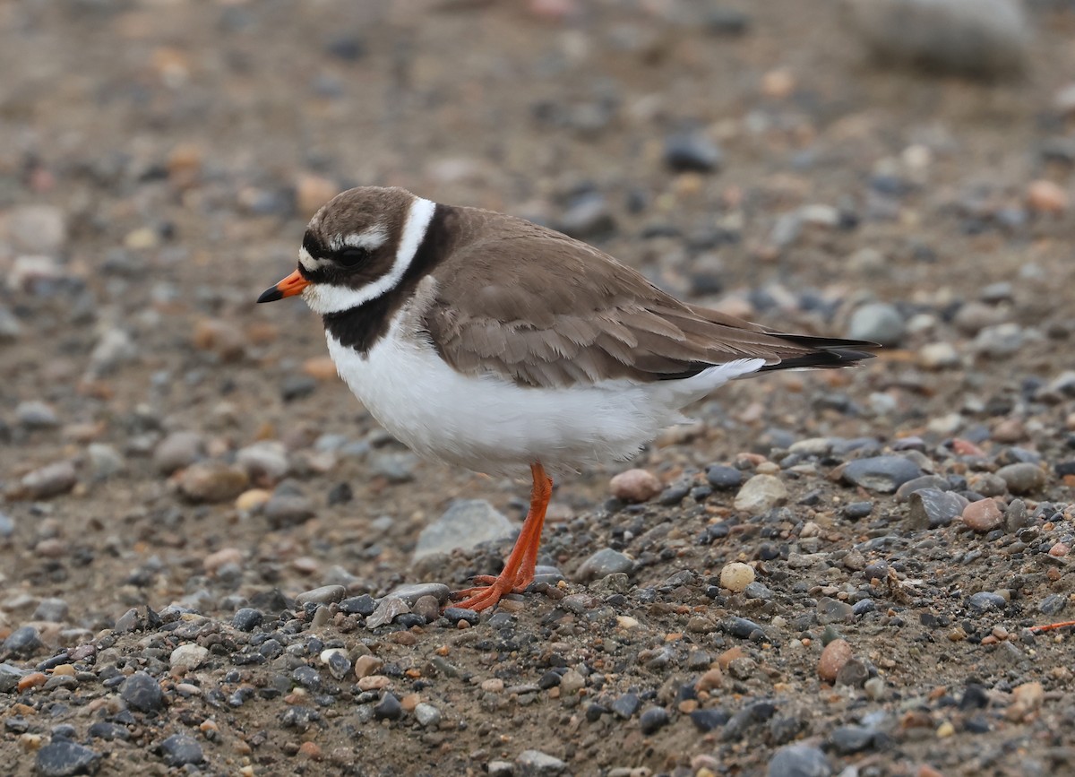 Common Ringed Plover - ML620705988