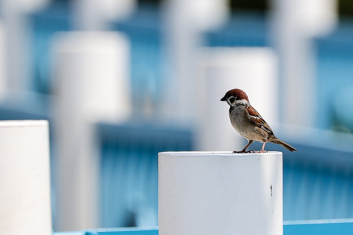 Eurasian Tree Sparrow - ML620705990