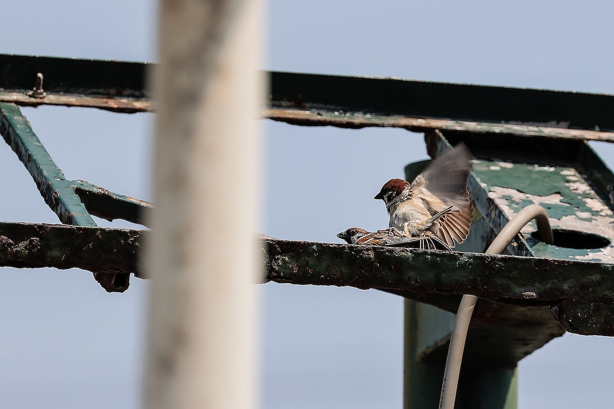 Eurasian Tree Sparrow - ML620705992