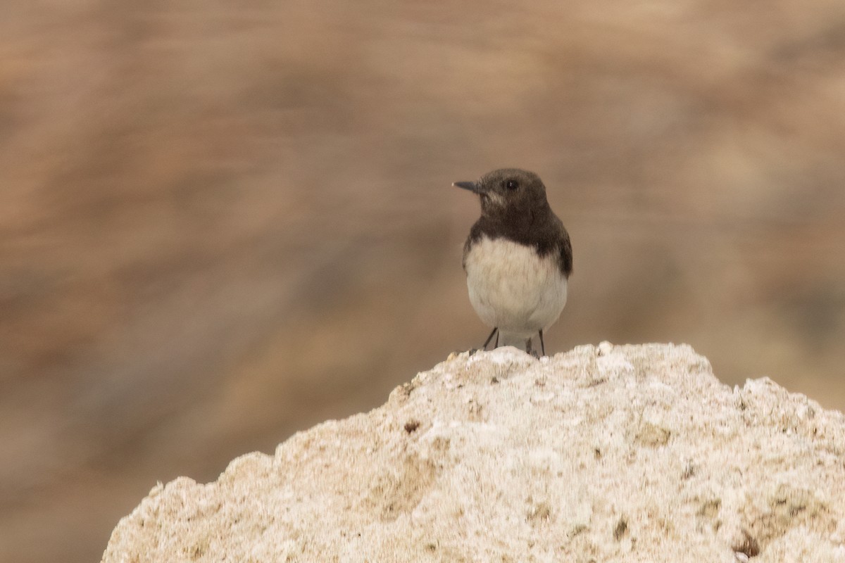 Variable Wheatear - ML620705994