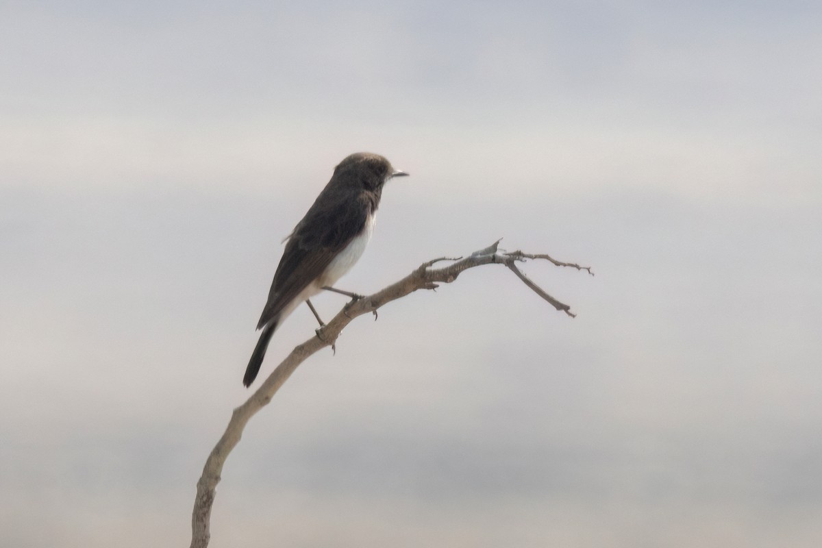 Variable Wheatear - Mahshid Hosseini