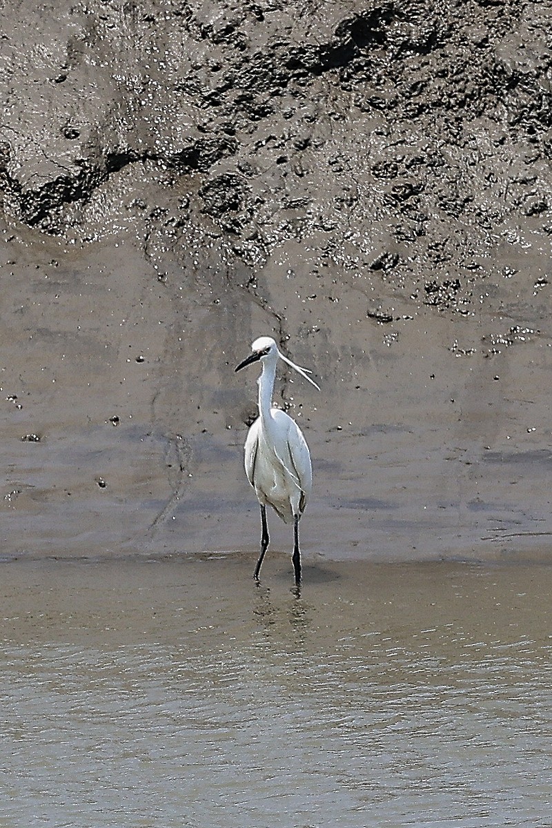 Little Egret - ML620705998