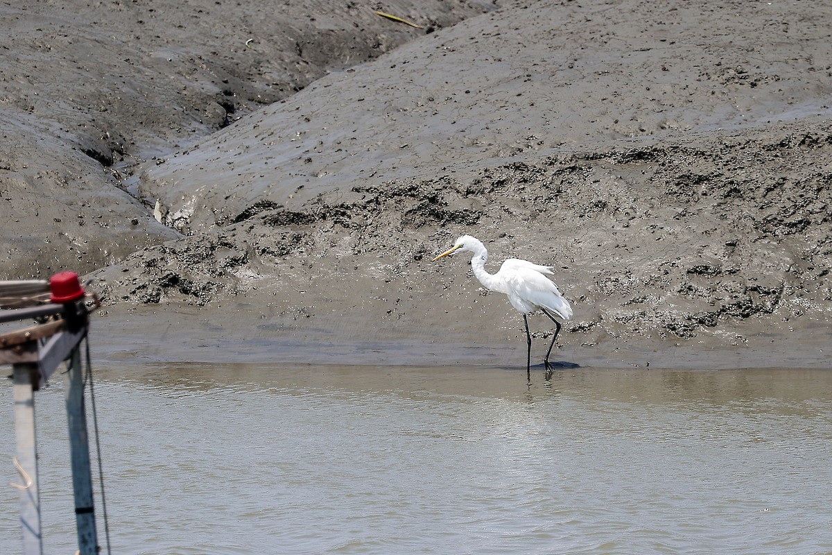 Great Egret - ML620706000