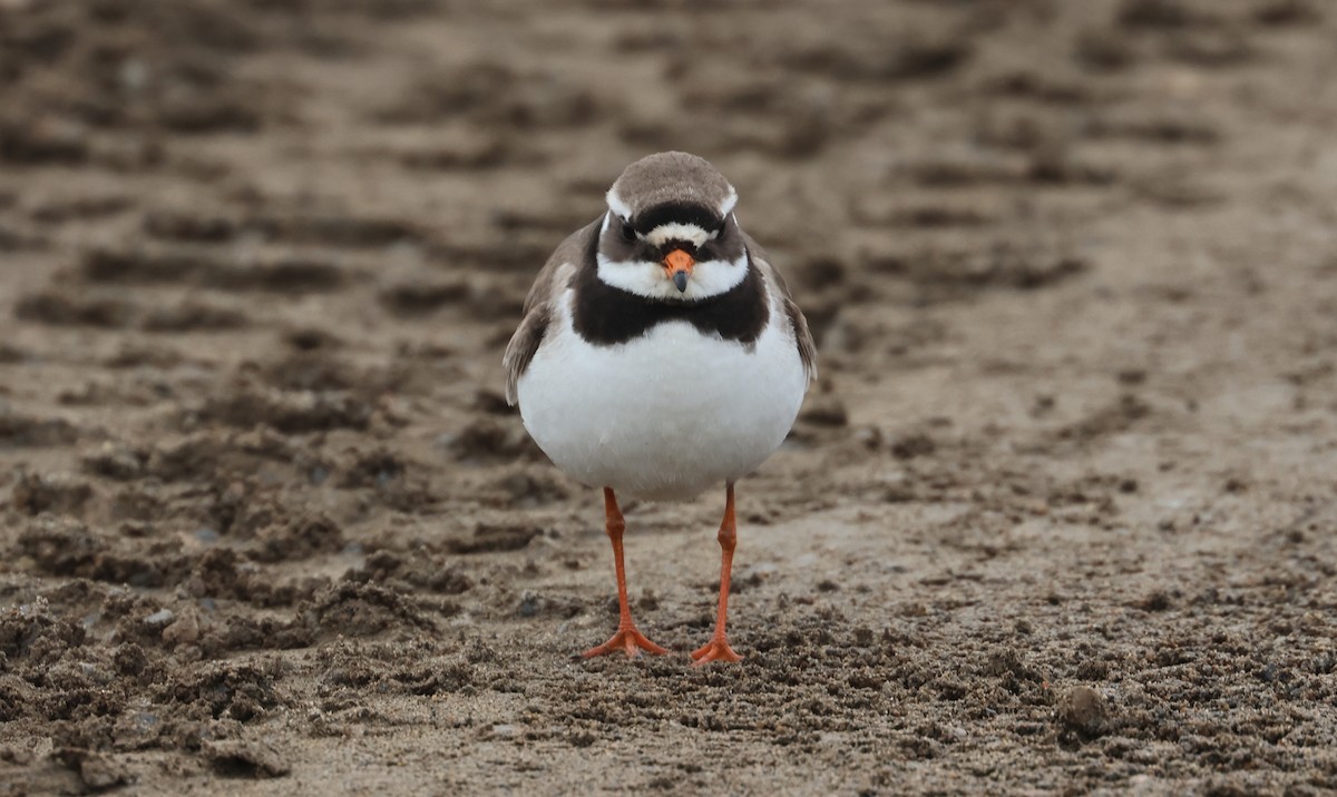 Common Ringed Plover - ML620706001