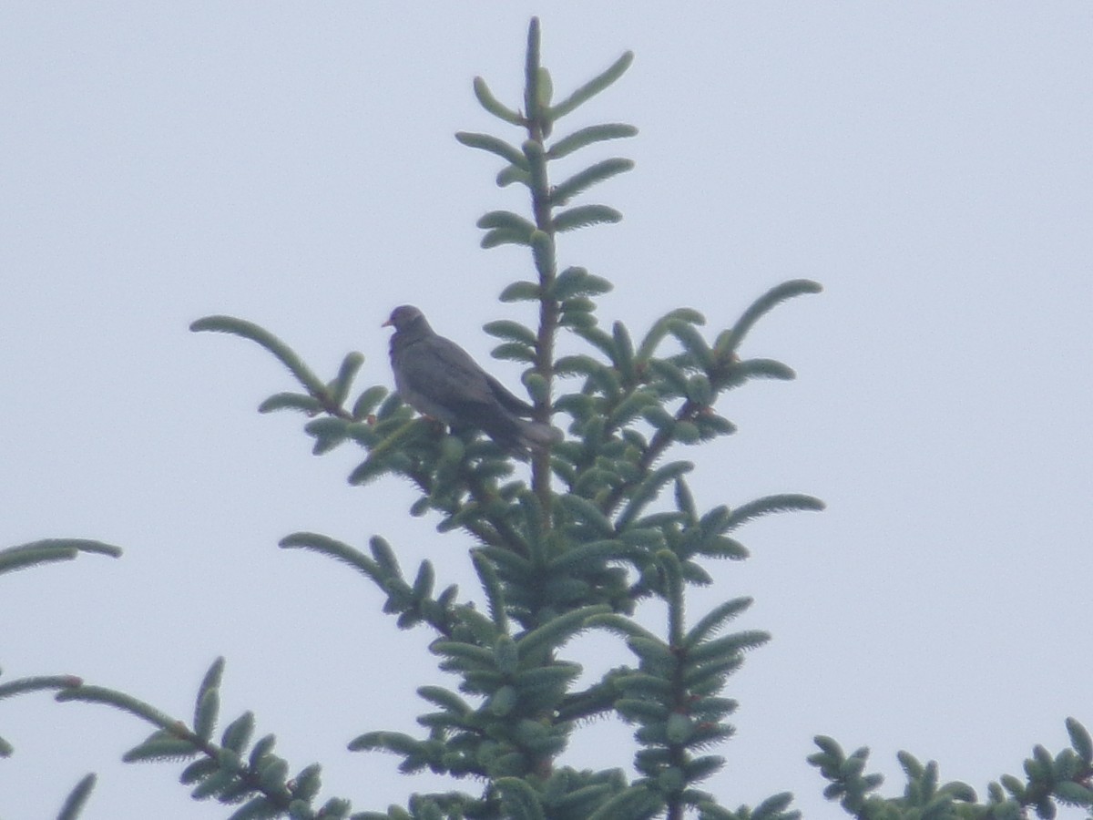 Band-tailed Pigeon - ML620706002