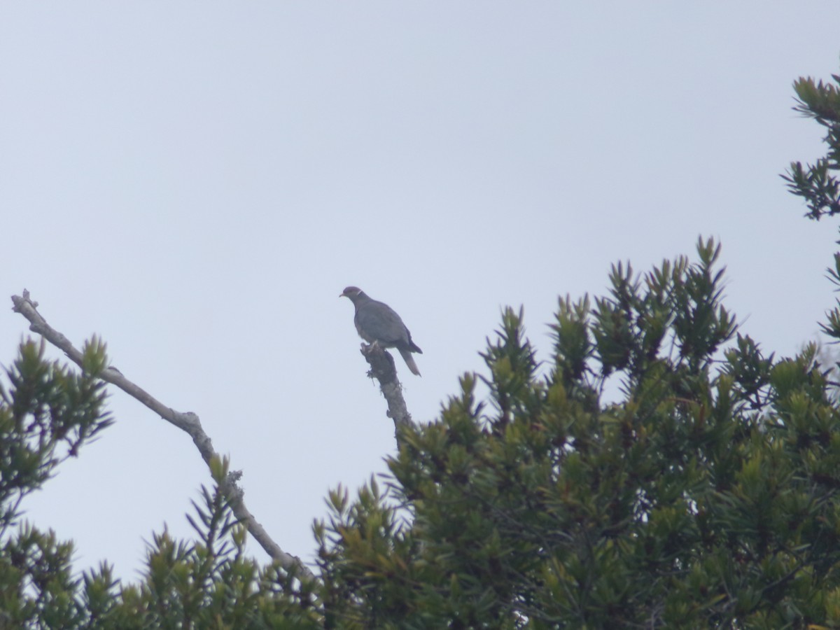 Band-tailed Pigeon - ML620706003