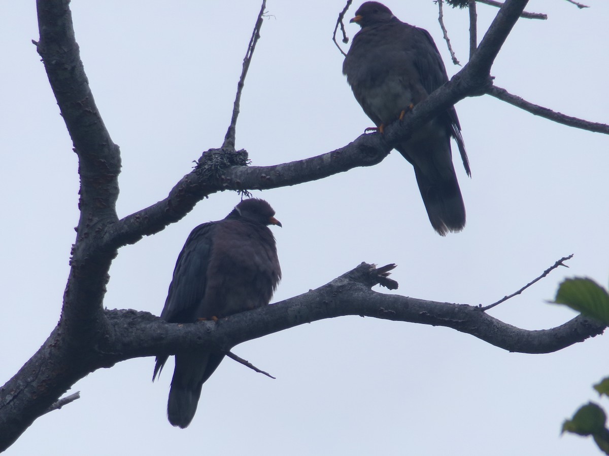 Band-tailed Pigeon - ML620706004