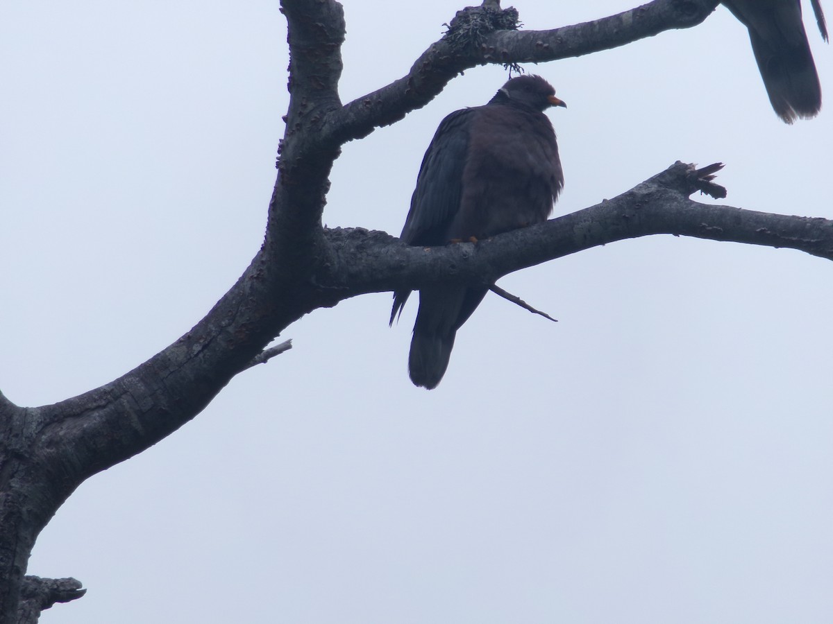 Band-tailed Pigeon - ML620706005