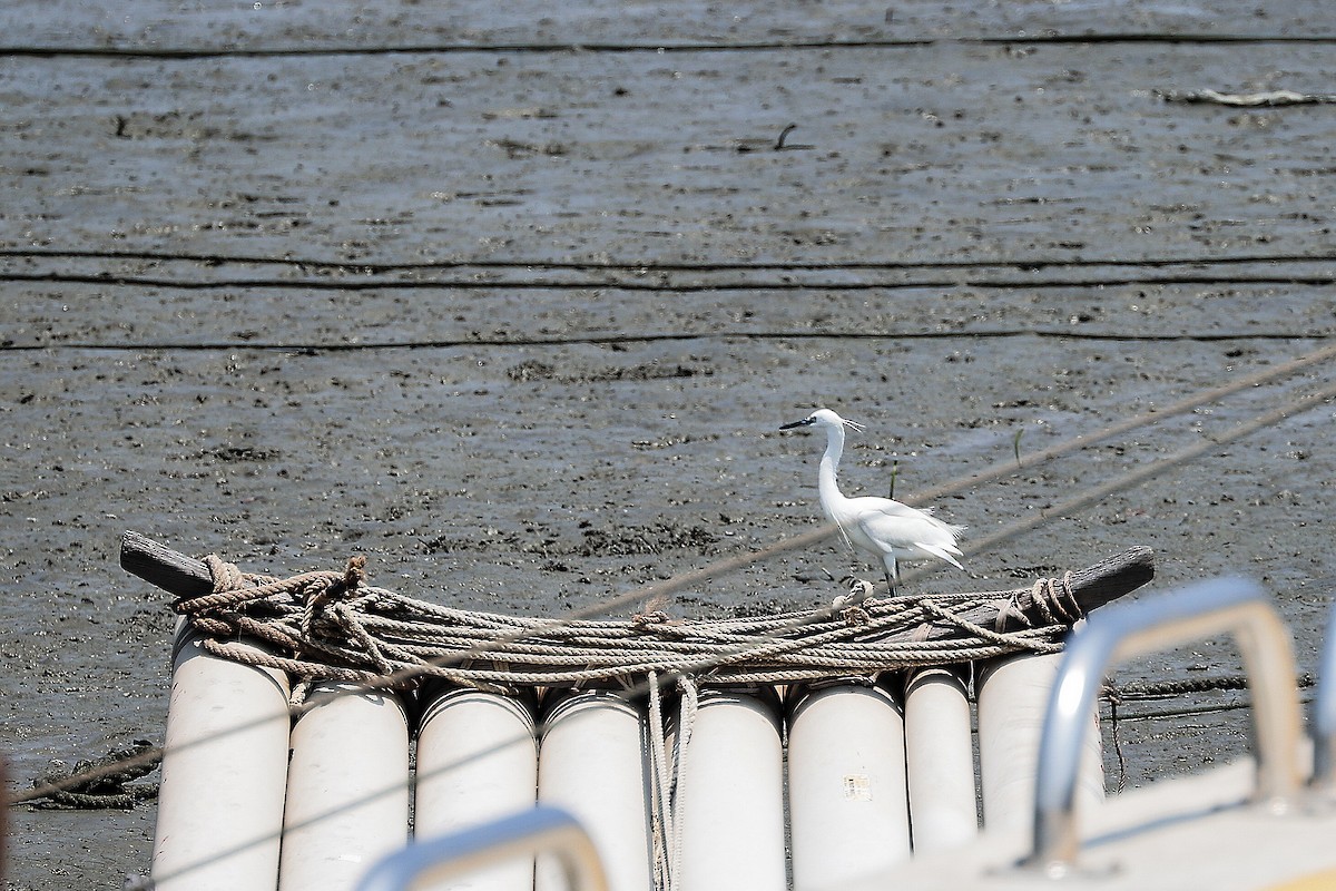 Little Egret - ML620706006