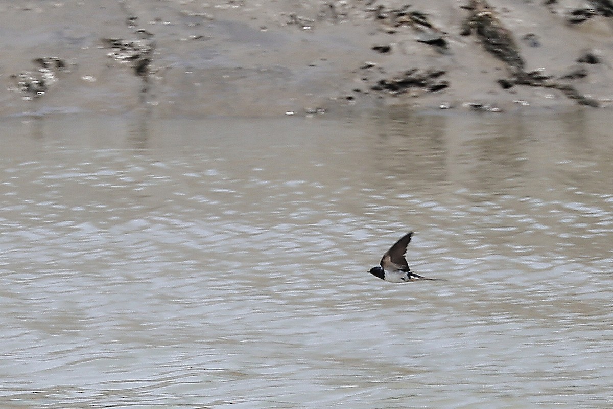 Barn Swallow - ML620706008