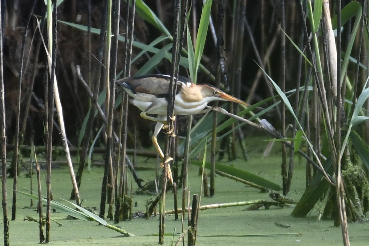 Least Bittern - ML620706009