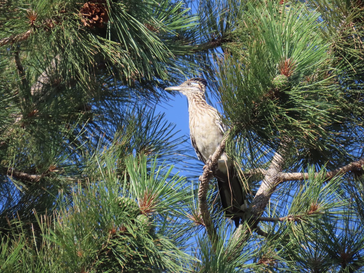 Greater Roadrunner - ML620706011