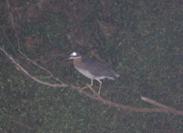 White-backed Night Heron - ML620706014