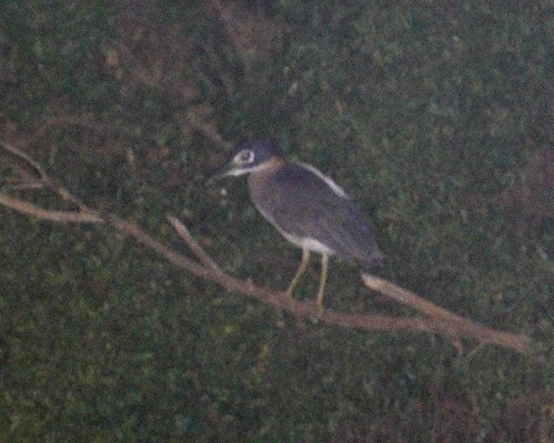 White-backed Night Heron - ML620706015