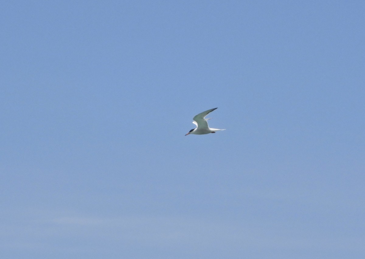 Common Tern - ML620706016
