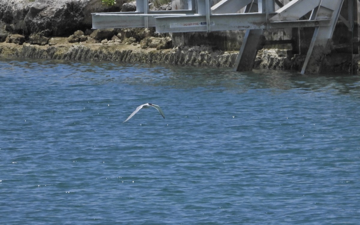 Common Tern - ML620706017