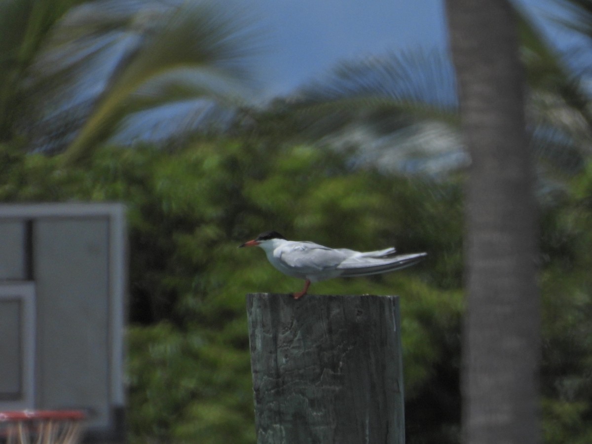 Common Tern - ML620706019
