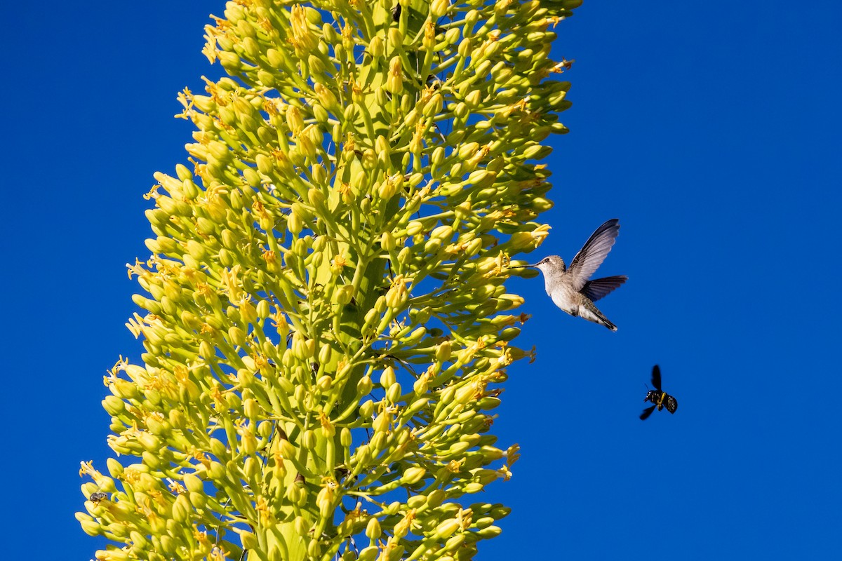 Black-chinned Hummingbird - ML620706021