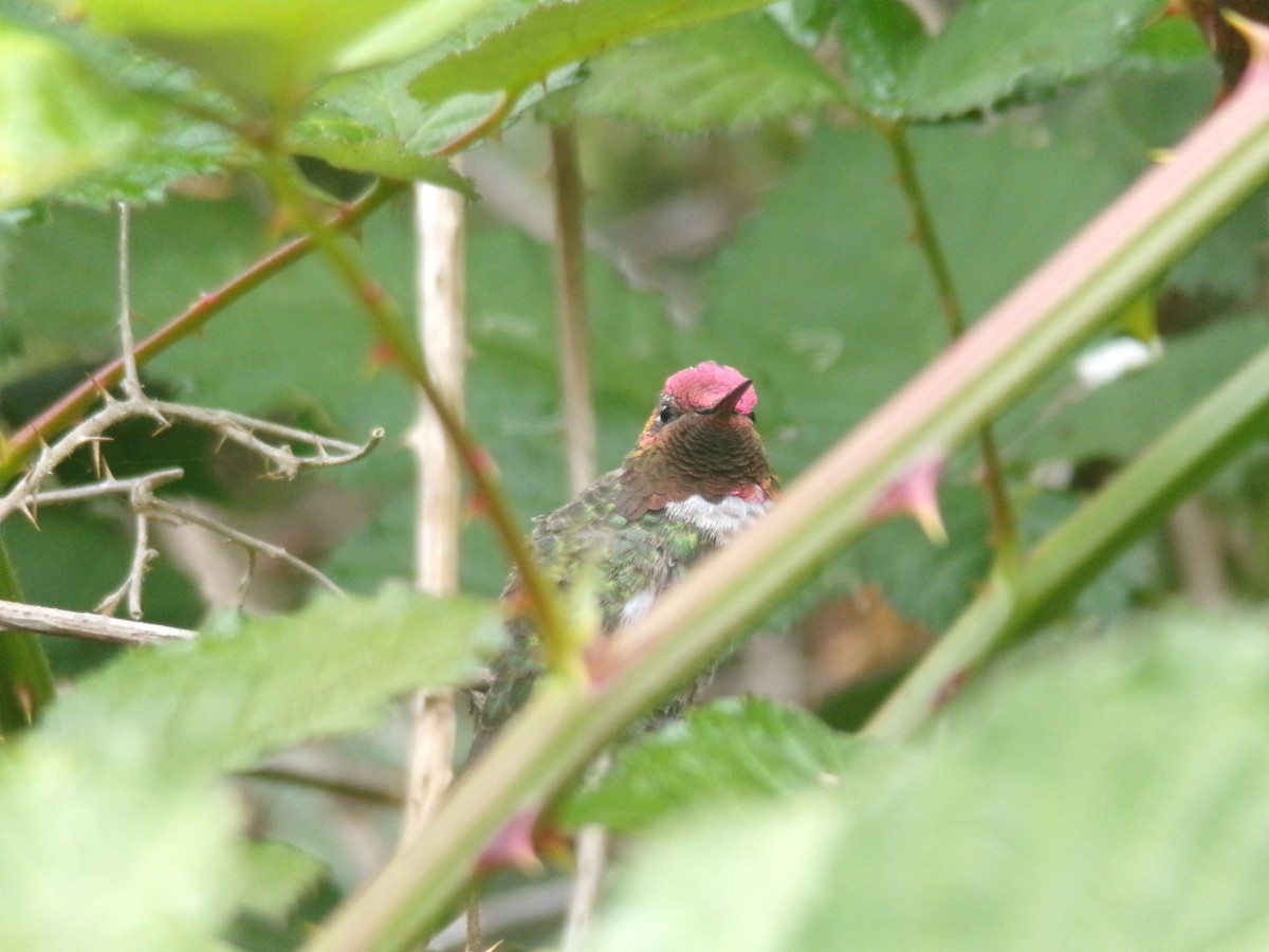 Anna's Hummingbird - Ross Rabkin