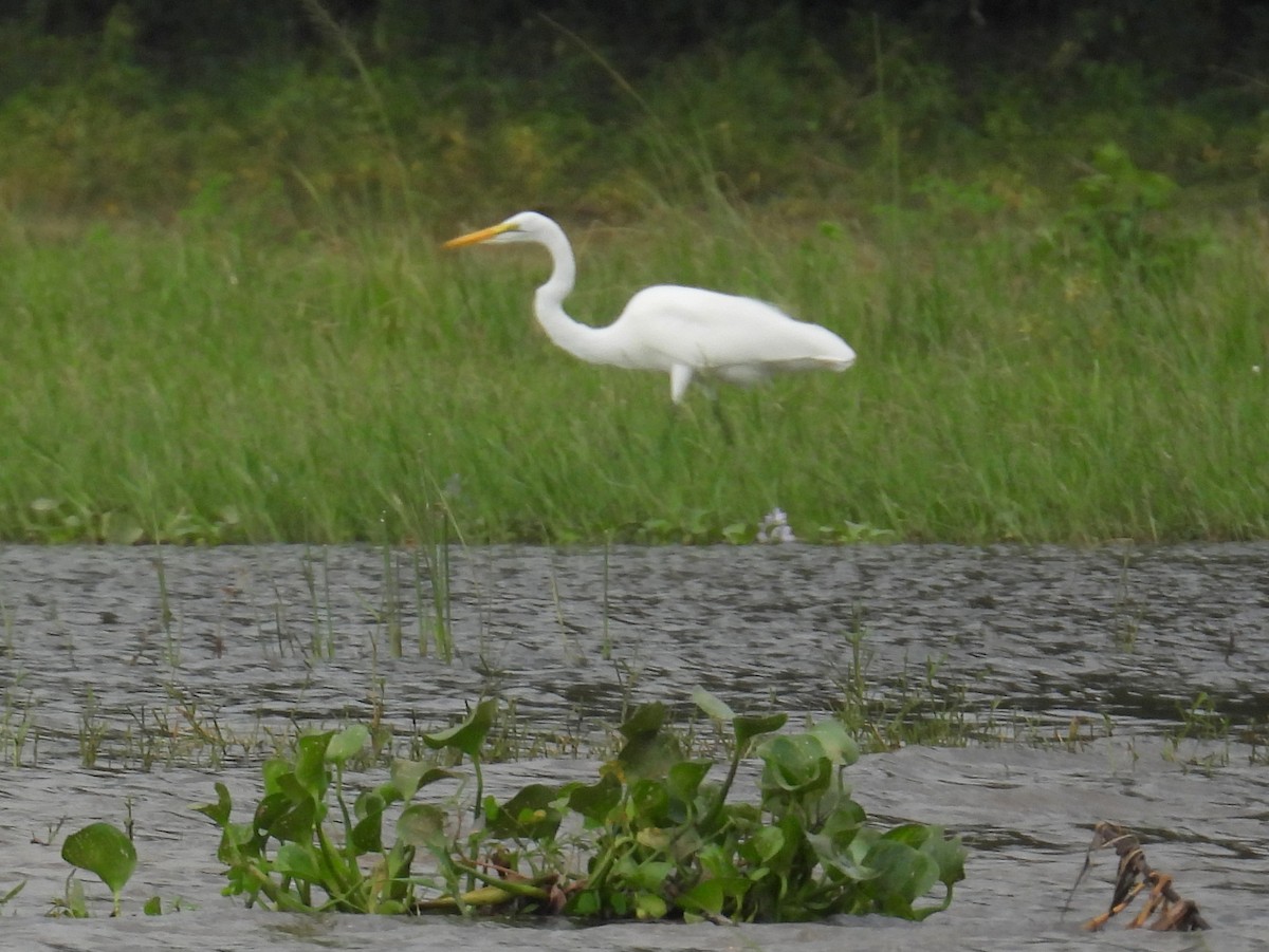 Great Egret (African) - ML620706032