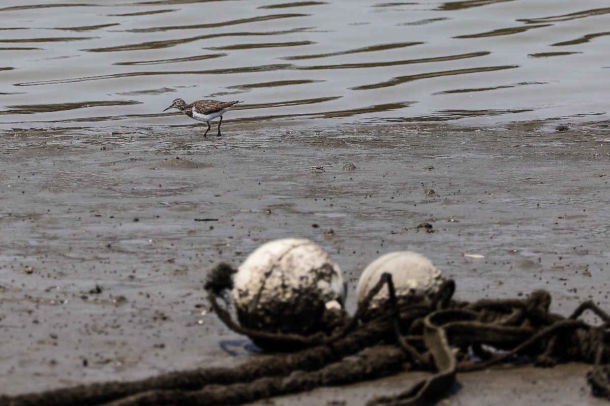 Common Sandpiper - ML620706035