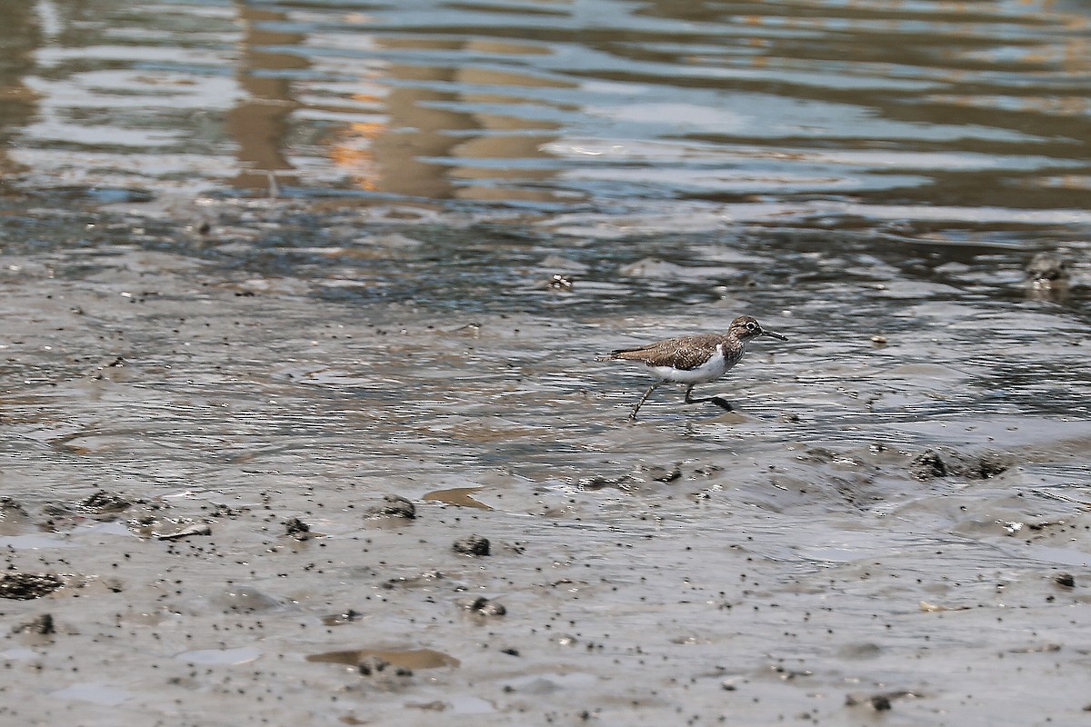 Common Sandpiper - ML620706036