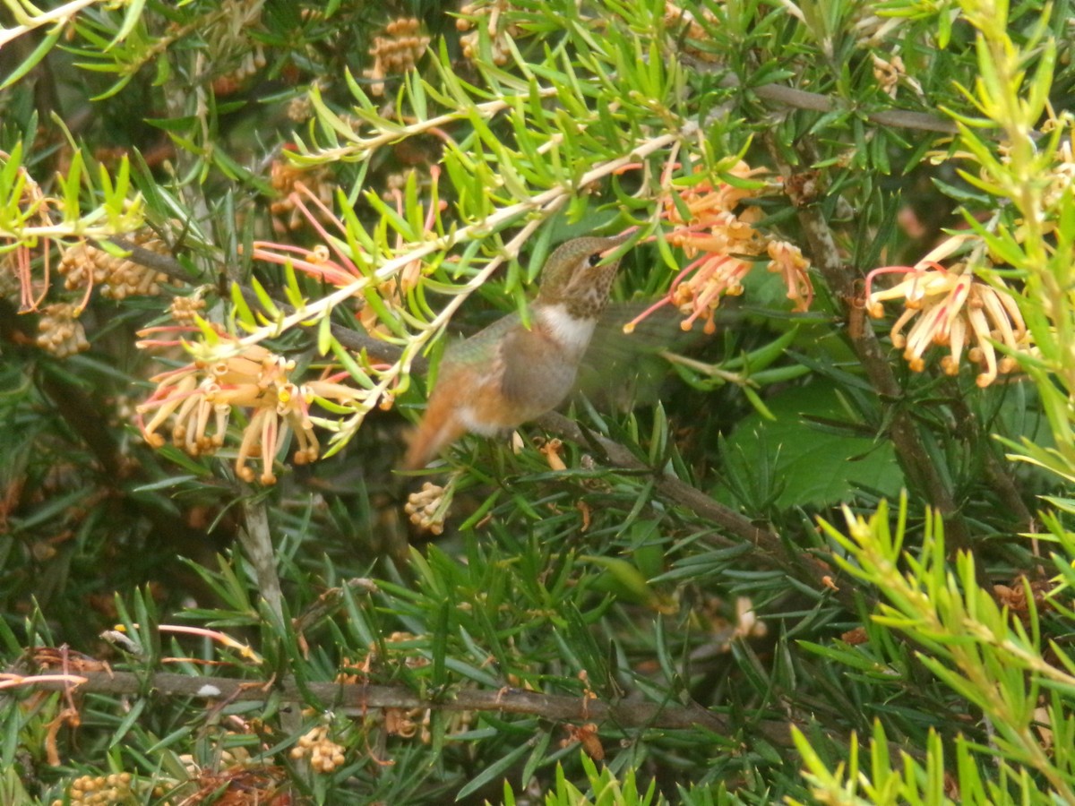 Colibrí de Allen - ML620706039