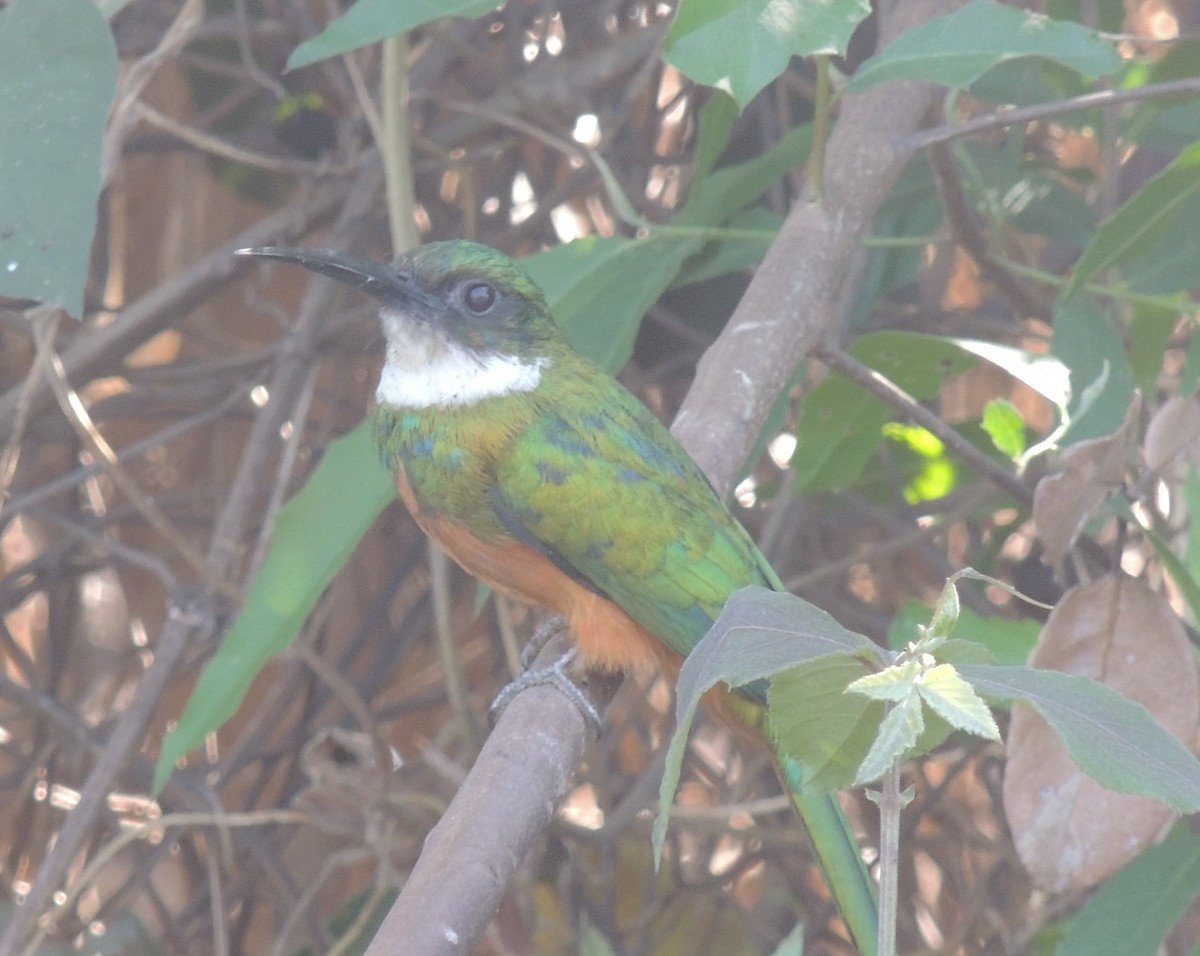 Rufous-tailed Jacamar - ML620706040