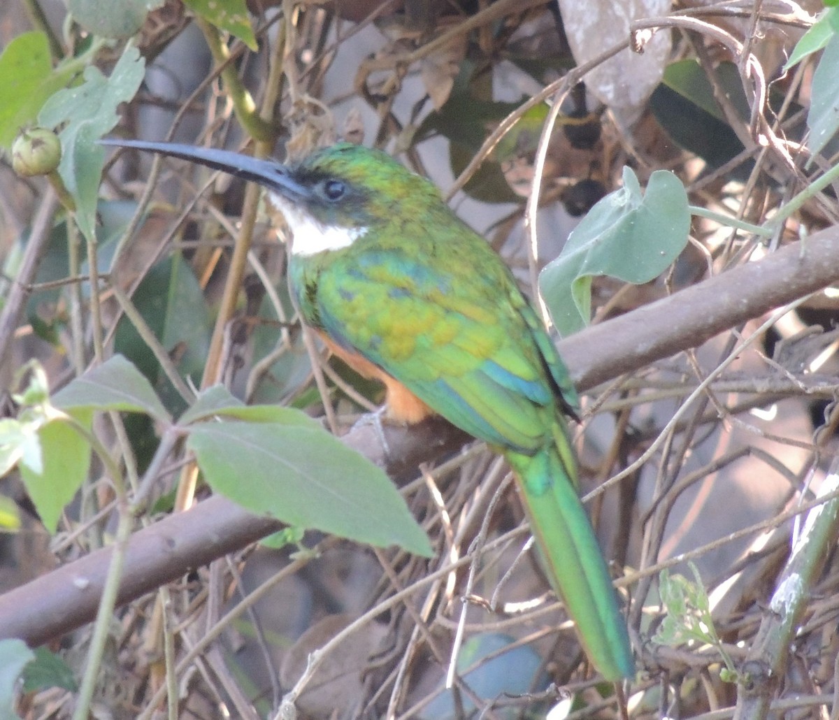 Rufous-tailed Jacamar - ML620706041