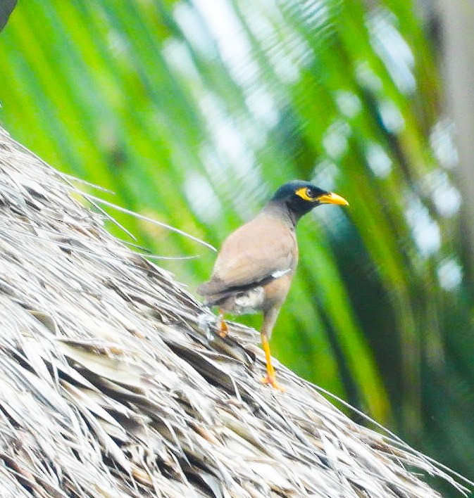 Common Myna - ML620706044