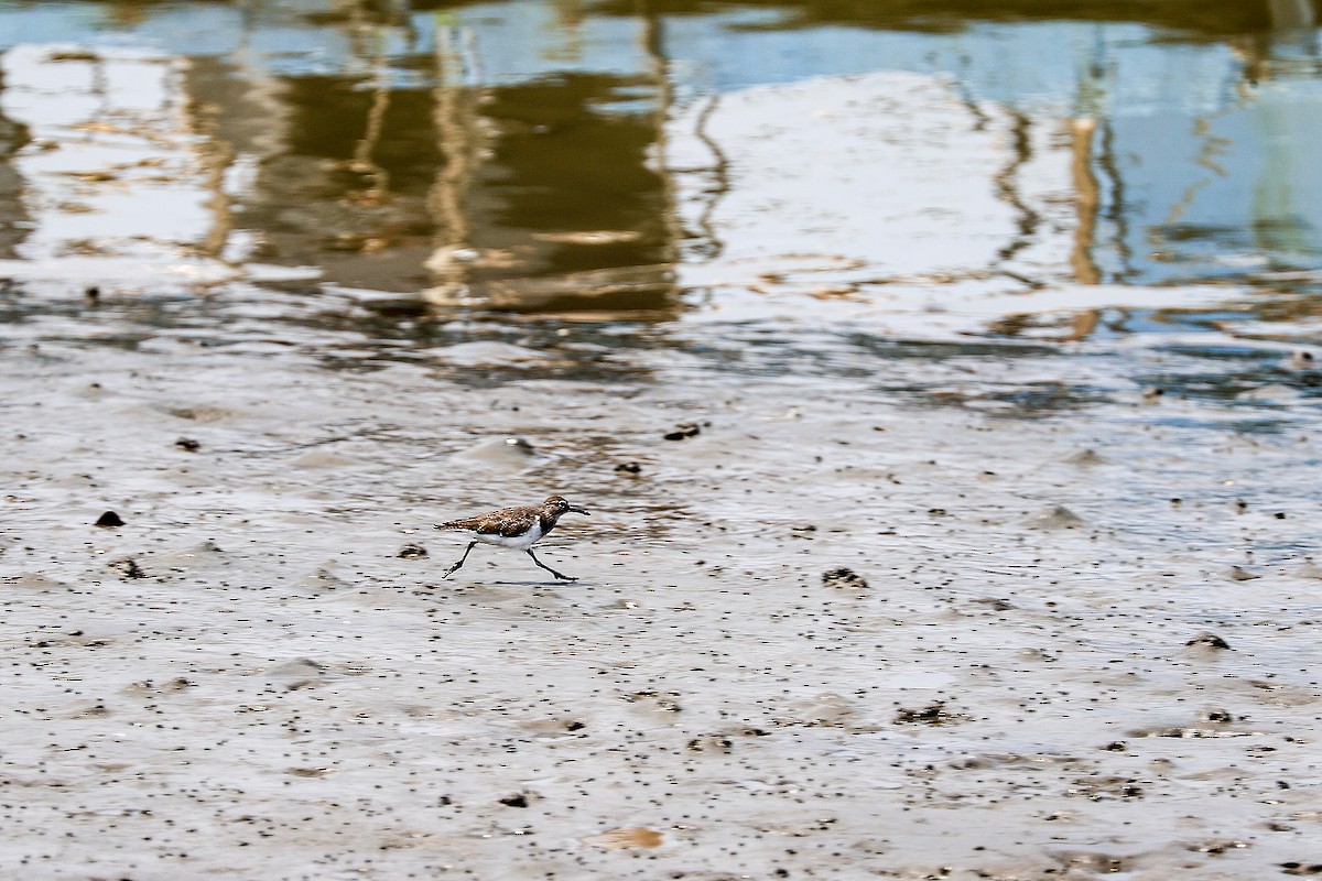 Common Sandpiper - YUN TA LU