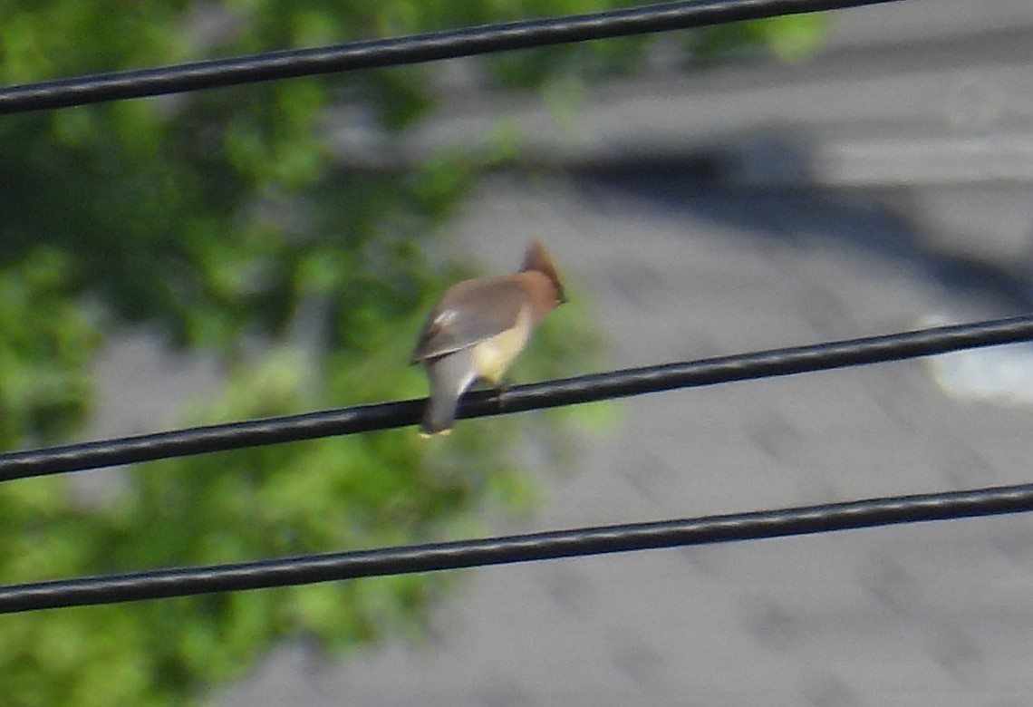 Cedar Waxwing - ML620706049