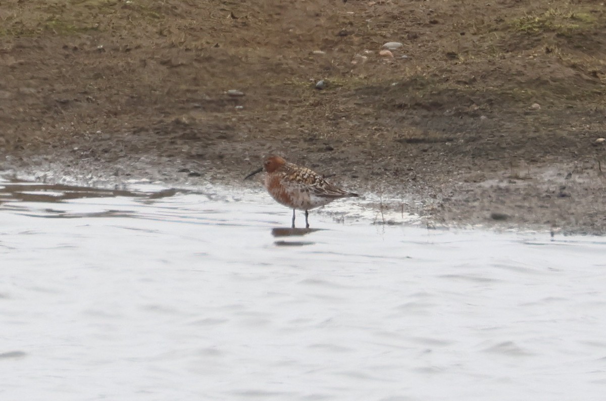 Curlew Sandpiper - ML620706050