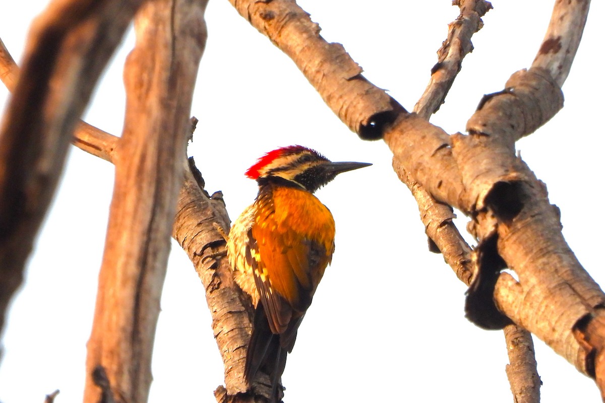 Black-rumped Flameback - ML620706053