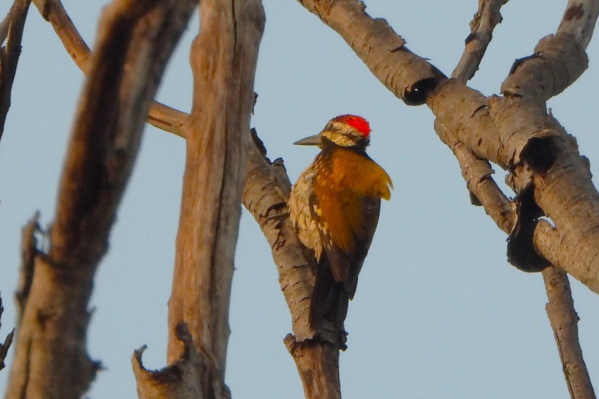 Black-rumped Flameback - ML620706054