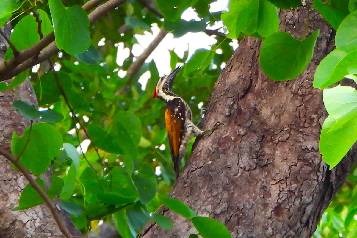 Black-rumped Flameback - ML620706055