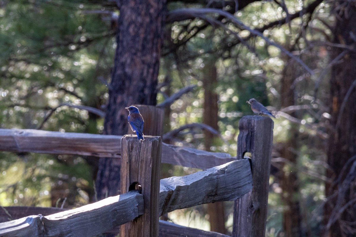 Western Bluebird - ML620706056