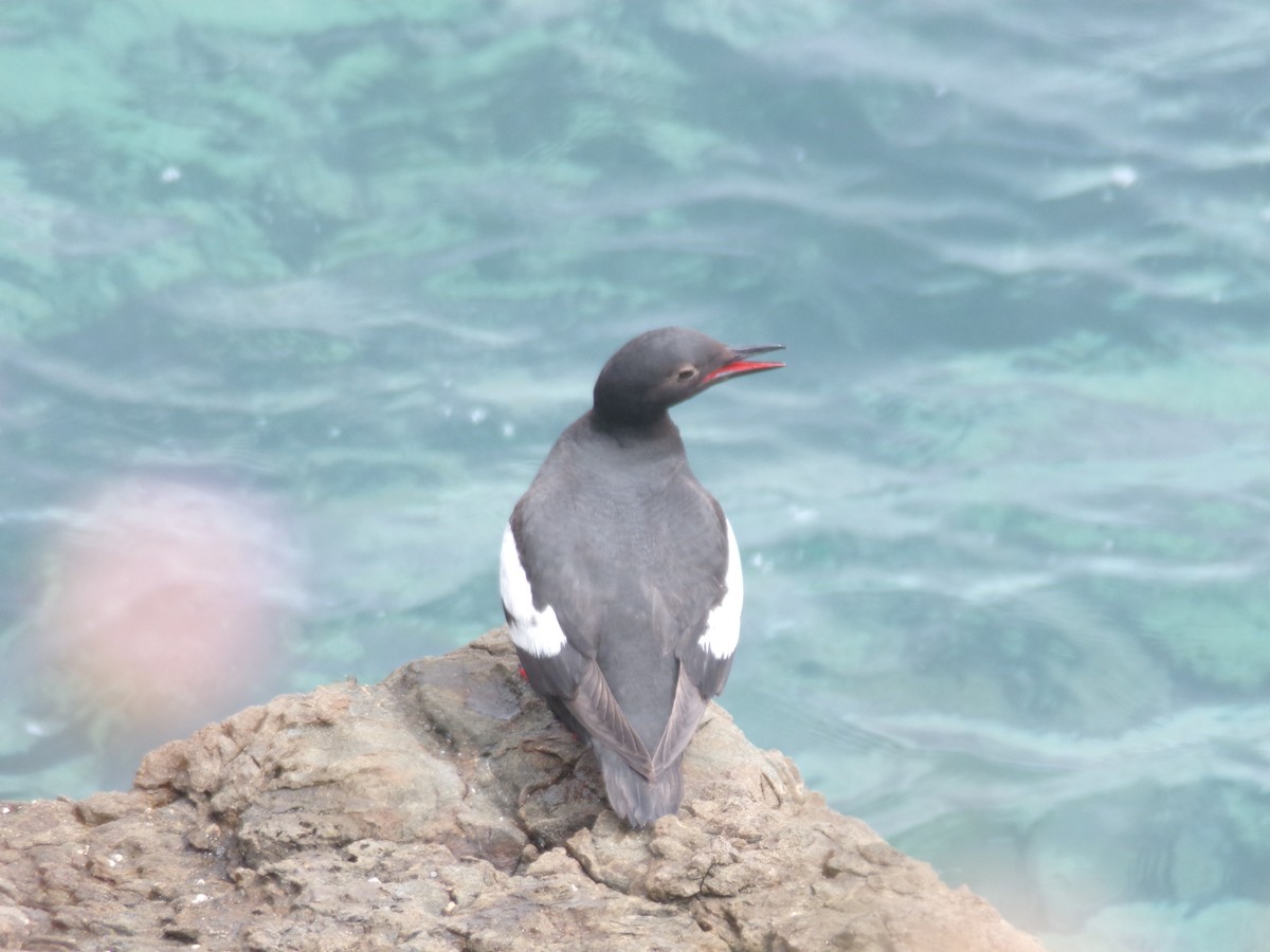 Pigeon Guillemot - ML620706063