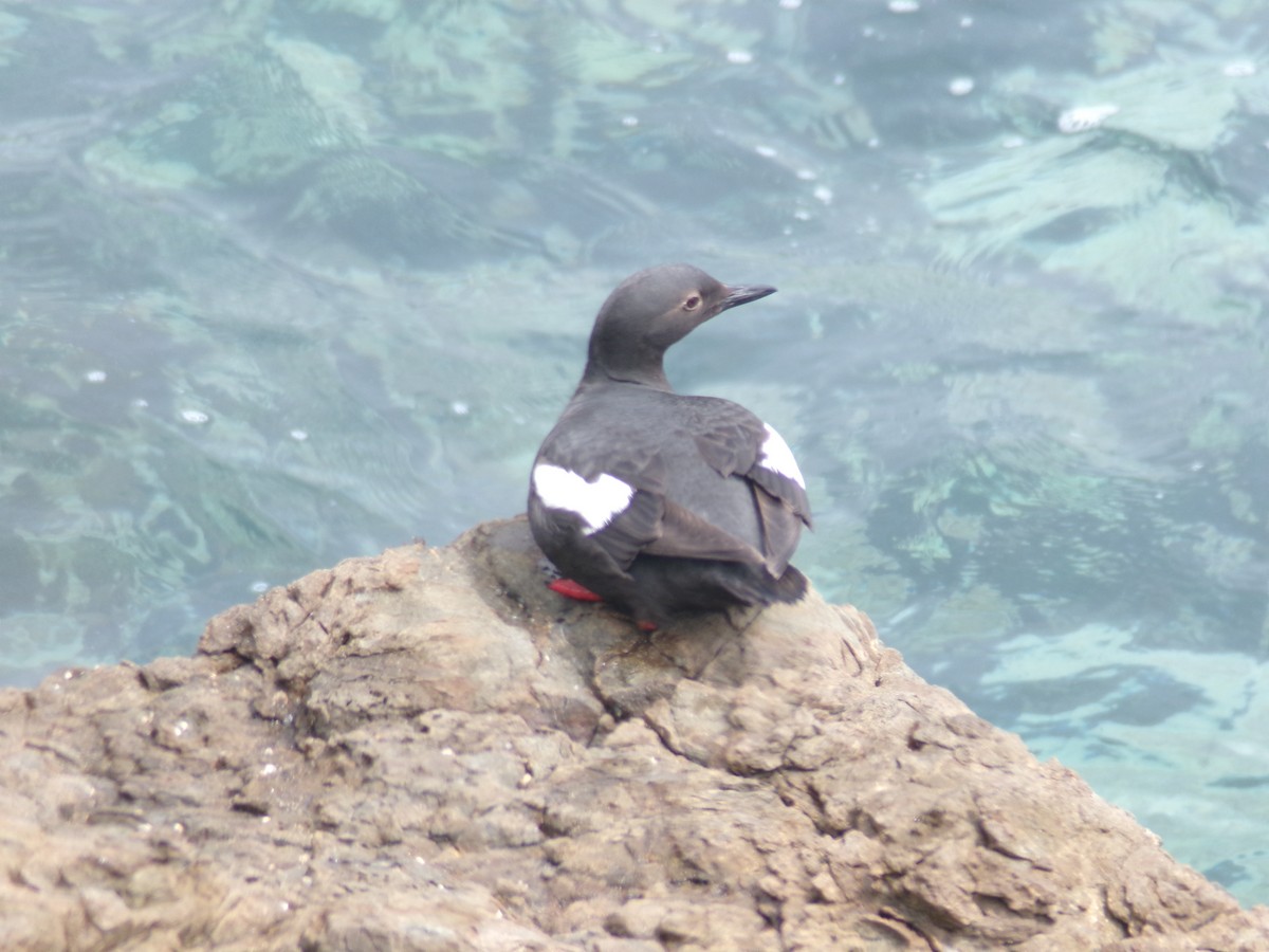 Pigeon Guillemot - ML620706064