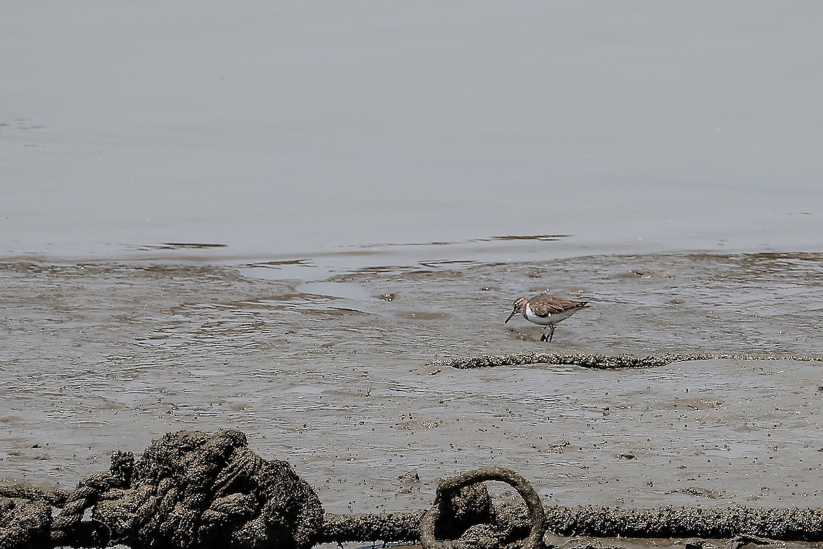 Common Sandpiper - ML620706065