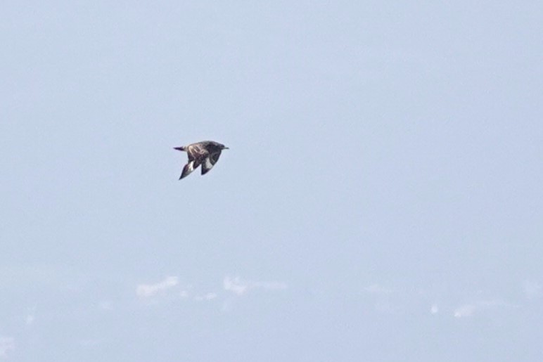 Great Skua - ML620706066