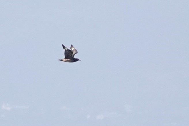 Great Skua - ML620706067