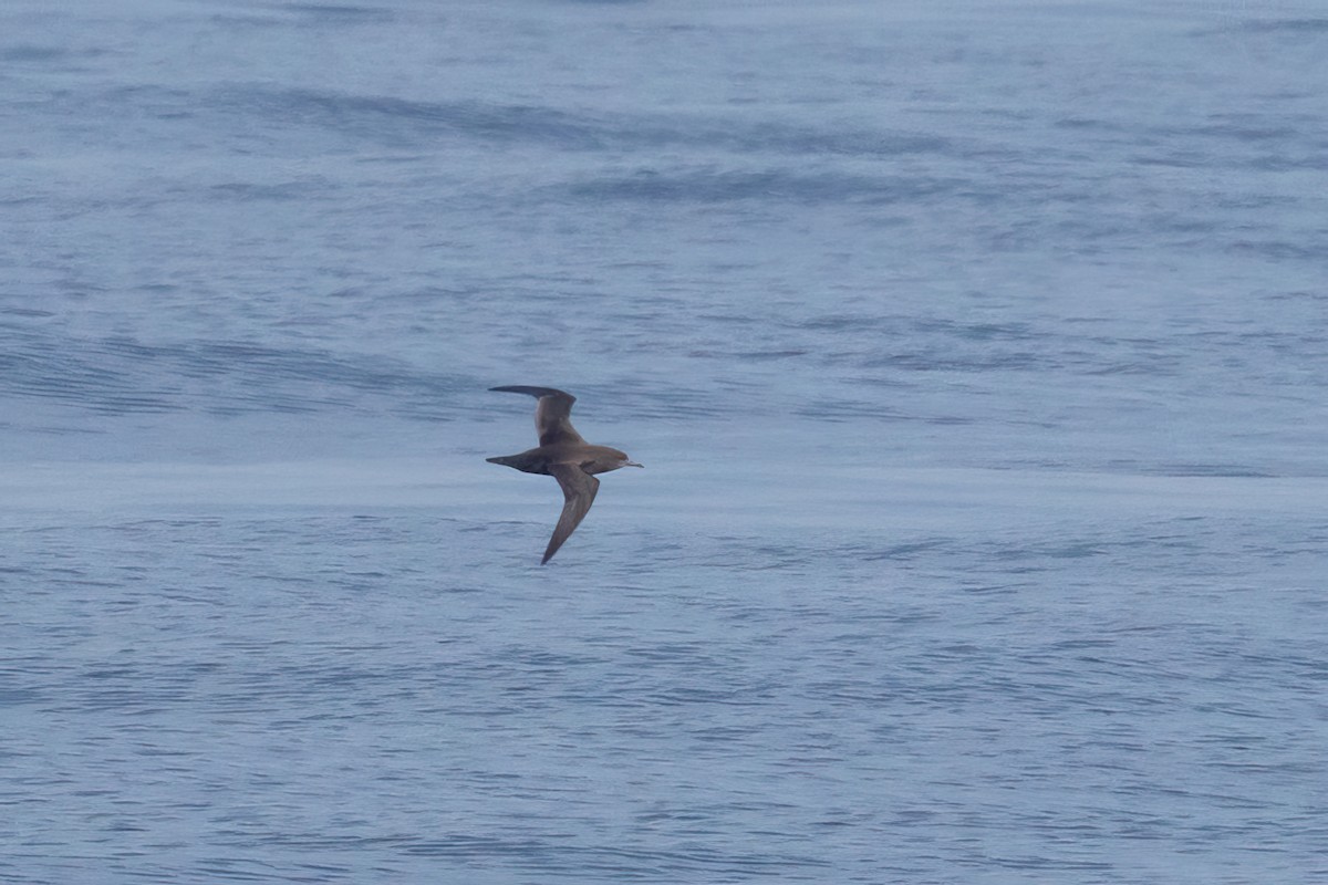 Sooty Shearwater - ML620706068