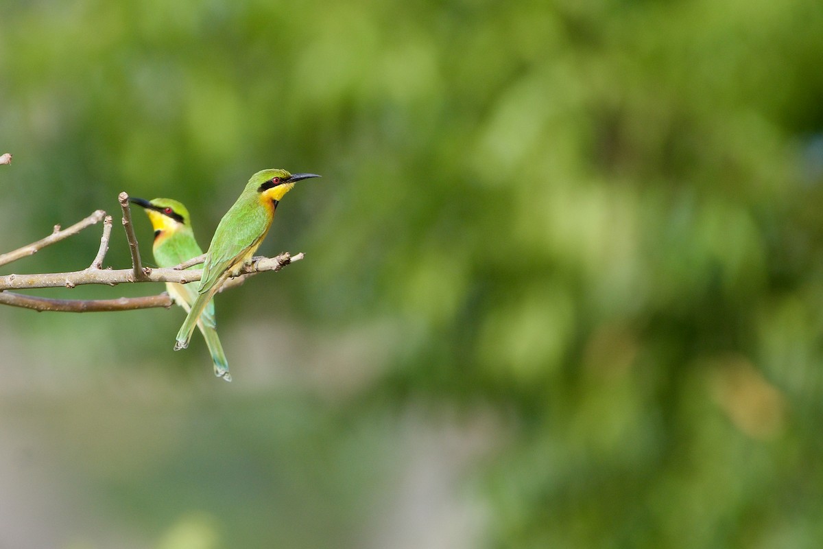 Little Bee-eater - ML620706070