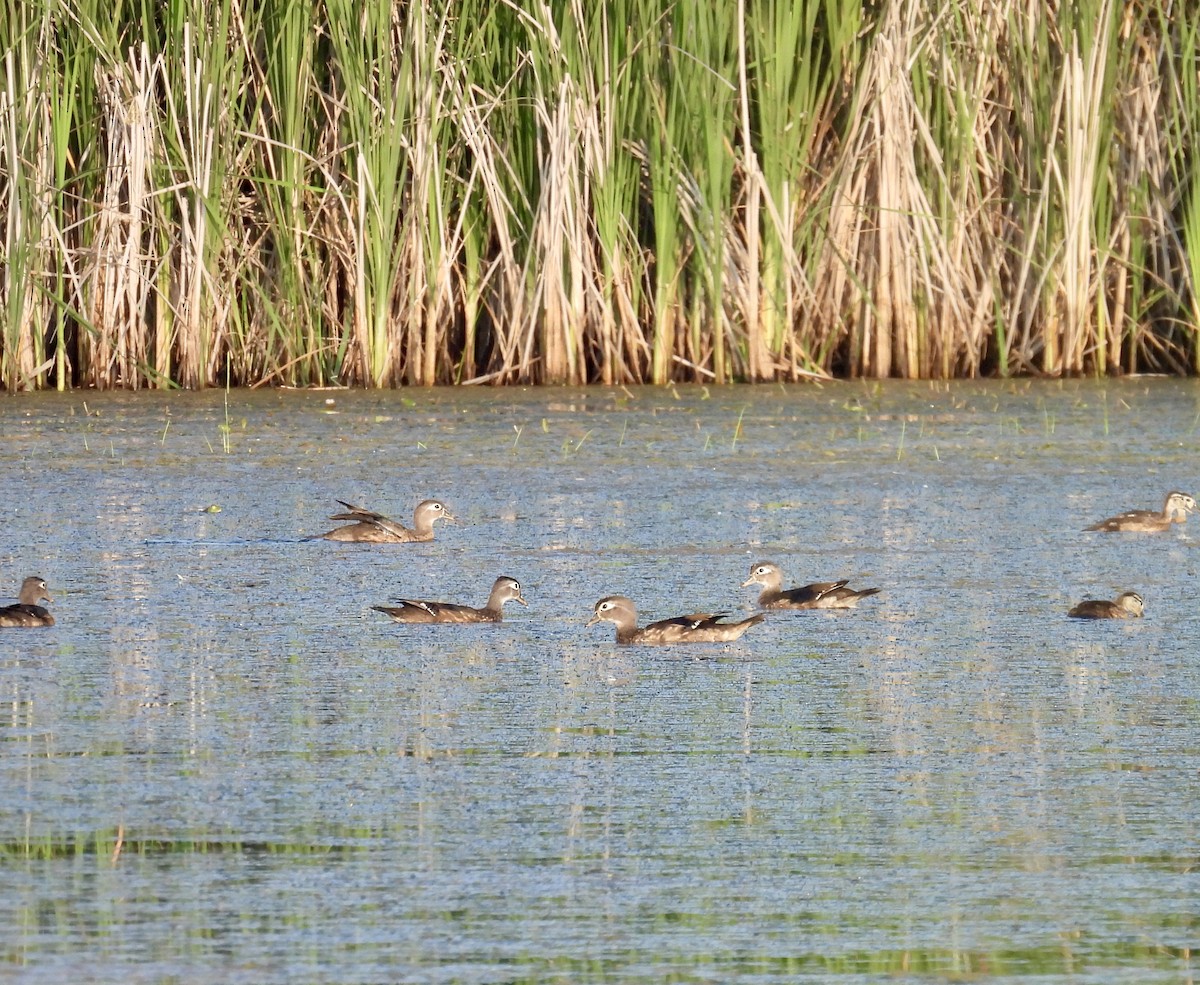 Wood Duck - ML620706073