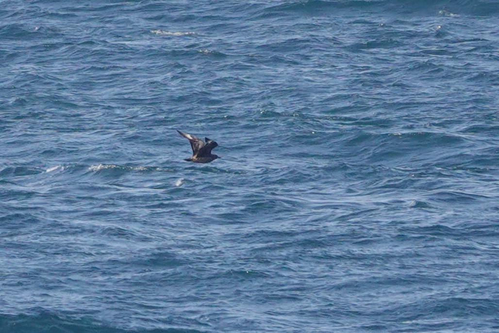 Great Skua - ML620706077