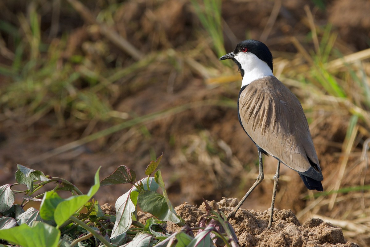 Spur-winged Lapwing - ML620706084